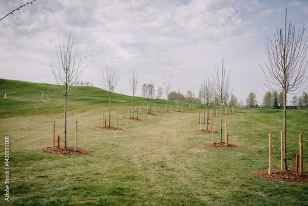 Obraz A scenic row of young trees planted in a grassy field, each supported by wooden stakes under a partly cloudy sky in a spring landscape..