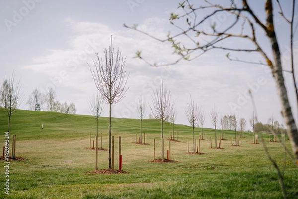 Obraz Young trees planted in neat rows on a grassy hillside with support stakes, under a partly cloudy sky in a park or landscaped area..