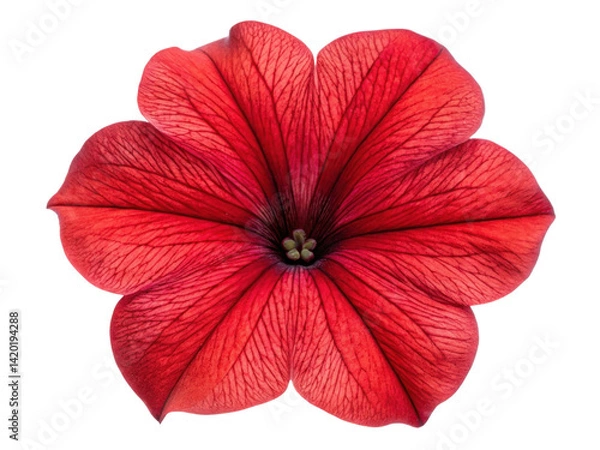 Obraz vibrant petunia flower showcases stunning red petals with intricate veining that captivates eye and brings joy to any garden