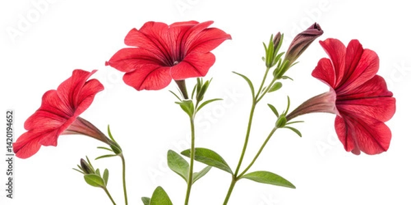 Fototapeta Beautiful petunia flowers bloom vibrantly, showcasing their rich red color and delicate petals, perfect for any garden setting