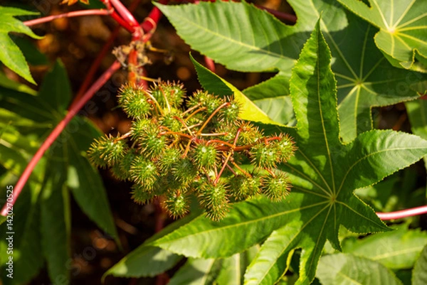 Fototapeta Ricinus communis, the castor bean or castor oil plant, is a species of perennial flowering plant in the spurge family, Euphorbiaceae. It is the sole species in the monotypic genus, Ricinus, and subtri