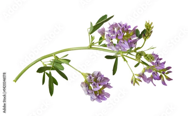 Fototapeta Closeup of twig of purple flowers and green leaves of lucerne (Medicago) isolated on white or transparent background