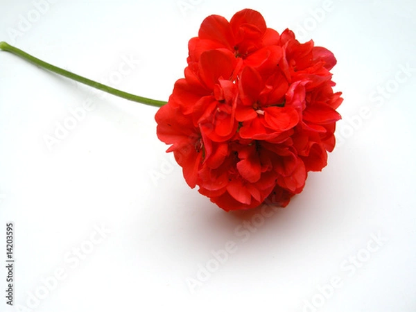 Obraz Blossom geranium