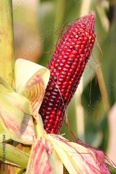 Obraz CORN