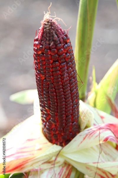 Obraz CORN
