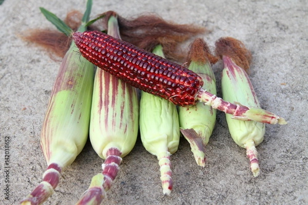 Obraz CORN
