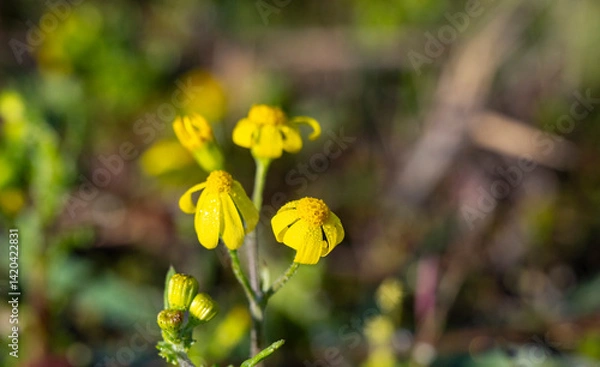 Fototapeta Field marigold. Calendula arvensis is a species of flowering plant in the daisy family known by the common name field marigold. It is native to central and southern Europe, North Africa and the Middle