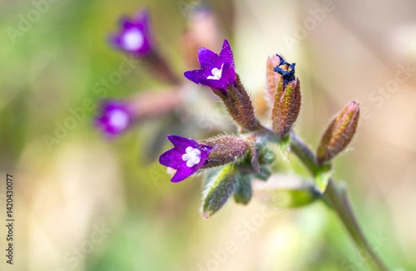 Fototapeta Pulmonaria officinalis, common names lungwort, common lungwort, Mary's tears or Our Lady's milk drops, is a herbaceous rhizomatous evergreen perennial plant of the genus Pulmonaria, belonging 