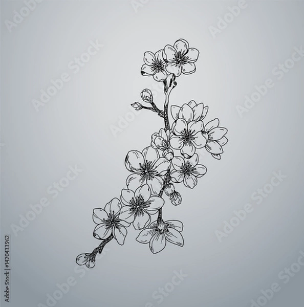 Obraz Cherry Blossom Flower Branch Vector 
