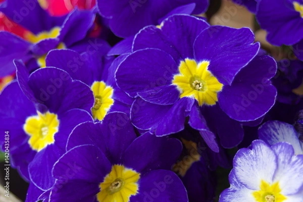 Fototapeta close up of multicolored petals of primroses in botanical called Primula vulgaris