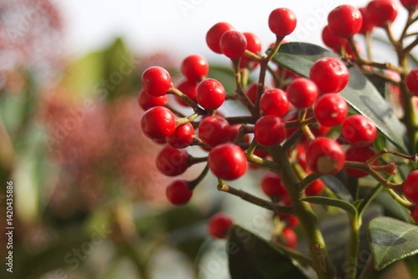 Fototapeta close up of red berries on nandina domestica in common called heavenly bamboo or sacred bamboo