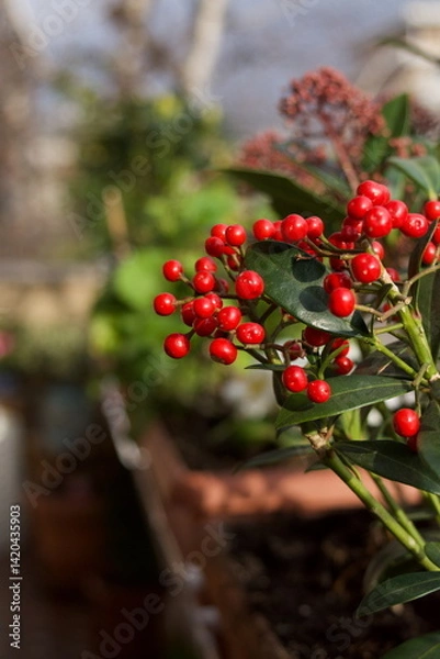Fototapeta close up of red berries on nandina domestica in common called heavenly bamboo or sacred bamboo