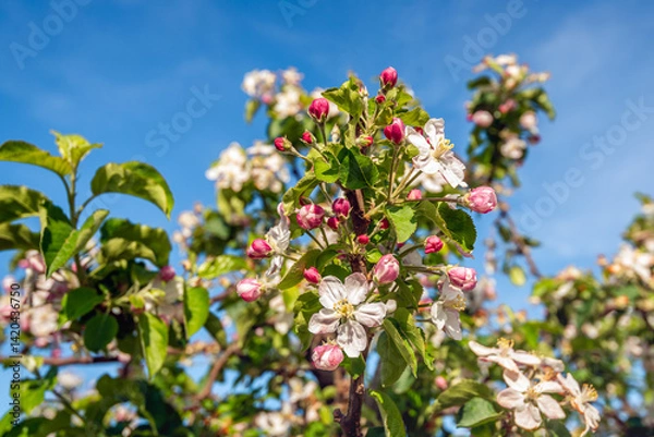 Fototapeta Branch of an apple tree against a blue sky on a sunny day in springtime. Pink buds, white blossoms and already faded flowers can be seen on the branch. The apple tree is part of a Dutch apple orchard.