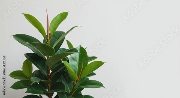 Fototapeta Elegant ficus elastica plant against a soft white background ample space
