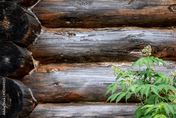 Obraz Green bush against the background of a log house wall. Fragment of a log house wall. Close-up of the logs of an old house wall and greenery around it.