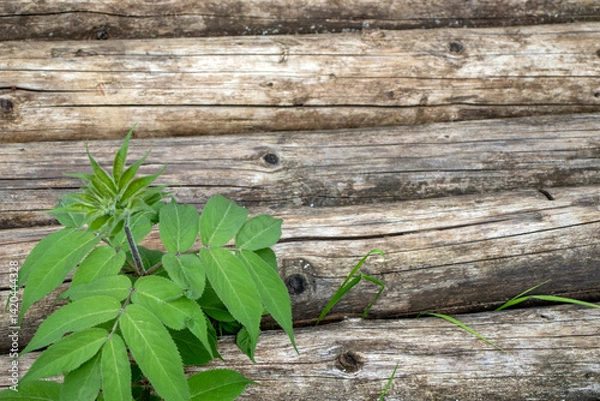 Obraz Green bush against the background of a log house wall. Fragment of a log house wall. Close-up of the logs of an old house wall and greenery around it.