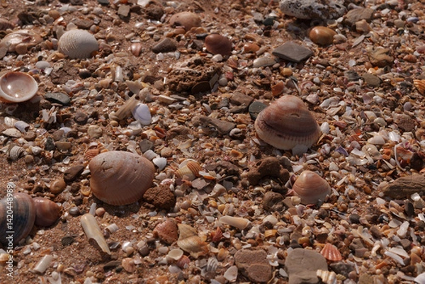 Obraz Various seashells and pebbles lying on a sandy beach on a sunny day