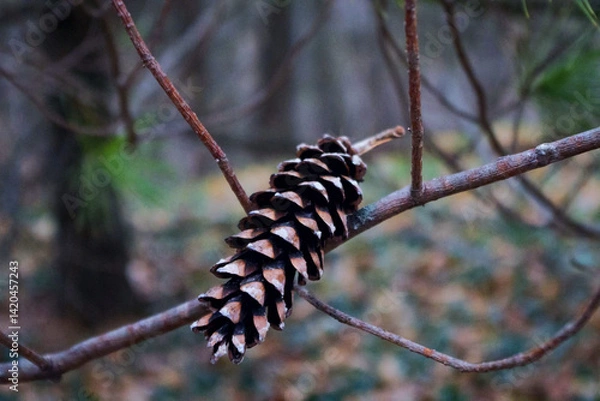Obraz pine cones on a branch