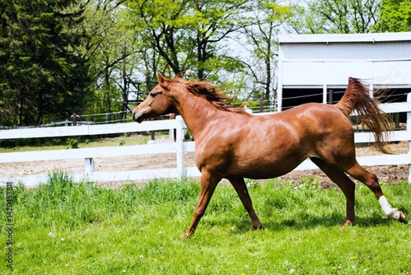 Obraz horse loping 