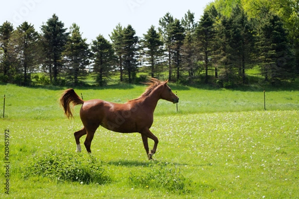 Obraz horse and running