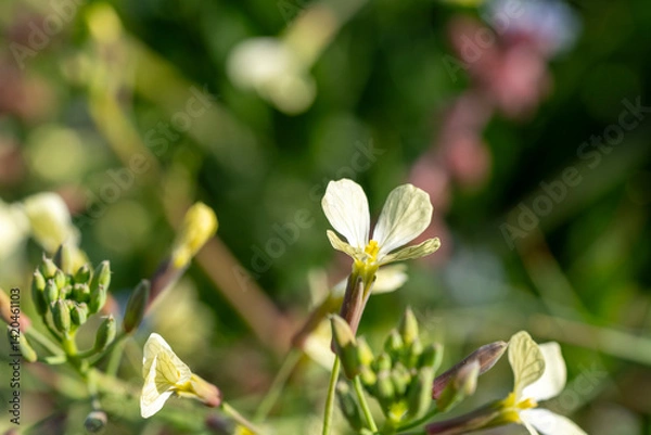 Fototapeta Raphanus sativus var oleiformis  is a annuaL growing to 0.5 m (1ft 8in) by 0.2 m (0ft 8in) at a fast rate. It is not frost tender. It is in flower from June to August, and the seeds ripen from July t 