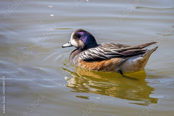 Fototapeta Close up of a Chiloe Wigeon duck swimming on lake surface