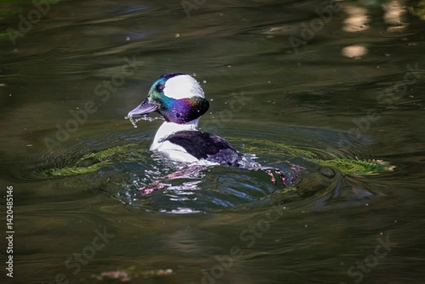 Fototapeta Close up of a small male  Bufflehead duck surfacing on lake  with reflection