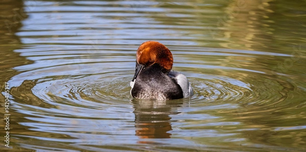 Fototapeta Close up frontal view of a Canvasback duck with head turned swimming in lake.
