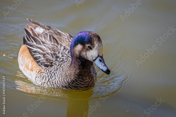 Fototapeta Close up of a Chiloe Wigeon duck swimming on lake surface