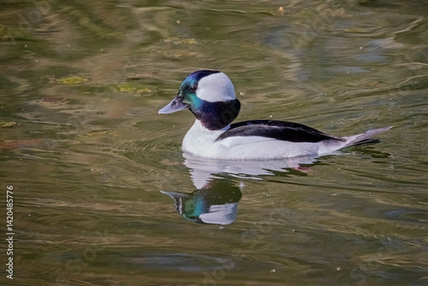 Fototapeta Close up of a small male  Bufflehead duck on lake  with reflection