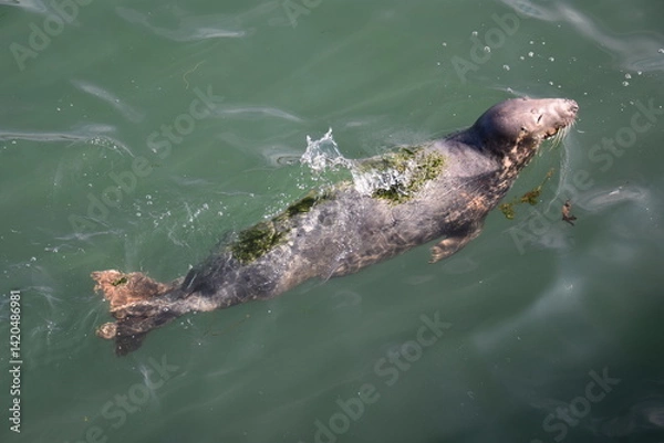 Obraz Un phoque en train de nager dans un port