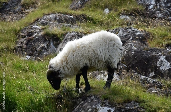 Obraz Un mouton noir et blanc dans le Connemara en Irlande