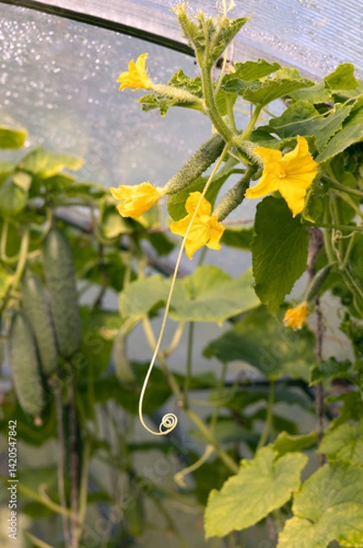 Obraz Flowering cucumber bushes grown in greenhouse on the farm. The cultivation of cucumbers. Growing of vegetables in greenhouses. Ecologically clean healthy vegetables without pesticide. Organic natural 