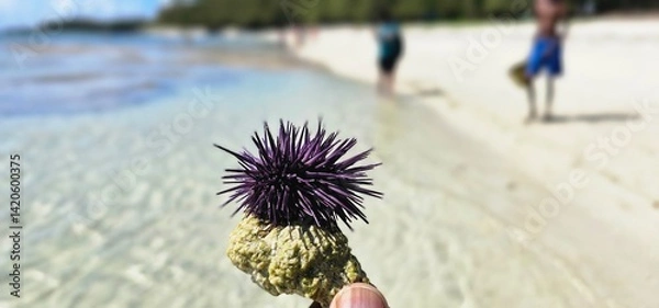 Obraz Sea urchin