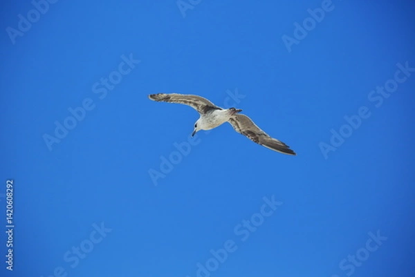Obraz Wings Over the Atlantic