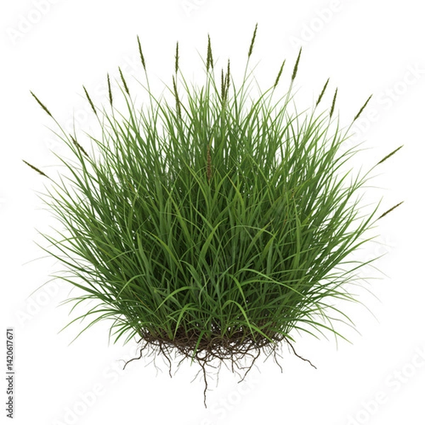 Obraz Lush green grass bush with visible roots isolated on white background, perfect for gardening, landscaping, and natural outdoor design concepts.

