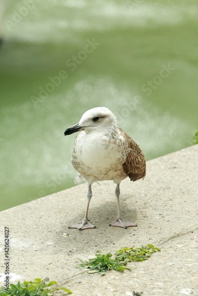 Obraz Young Watcher of the Port