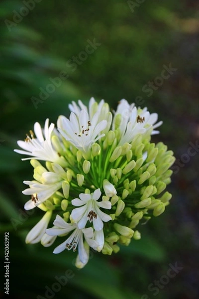 Fototapeta White/green flower closeup in front of a green background