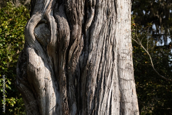 Fototapeta Close-up of aged, twisting tree bark at Middleton Place in Charleston, SC, revealing intricate natural textures and weathered wood grain