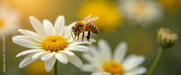 Fototapeta Bee Pollinating White Chrysanthemum Flowers in Autumn Garden - Capturing Nature's Beauty and Pollination Process with Empty Space for Text