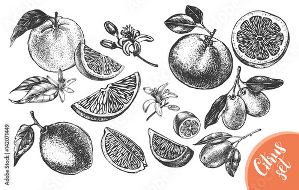 Fototapeta Atrament ręcznie rysowane zestaw różnych rodzajów owoców cytrusowych. Kolekcja elementów żywności dla projektu, ilustracji wektorowych.
