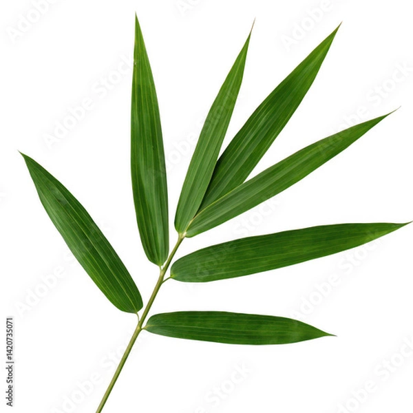 Obraz Close-up Photo of a Single Bamboo Branch with Slender, Pointed Leaves, Isolated on White Background