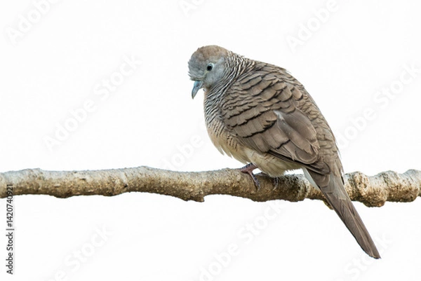 Fototapeta Zebra dove with soft feather patterns perched on a branch against a clean white background, looking down in a calm and peaceful pose.