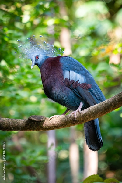 Fototapeta Victoria Crowned Pigeon with striking blue and maroon feathers, crowned with a lacy crest, perched gracefully on a tree branch in a lush green forest...