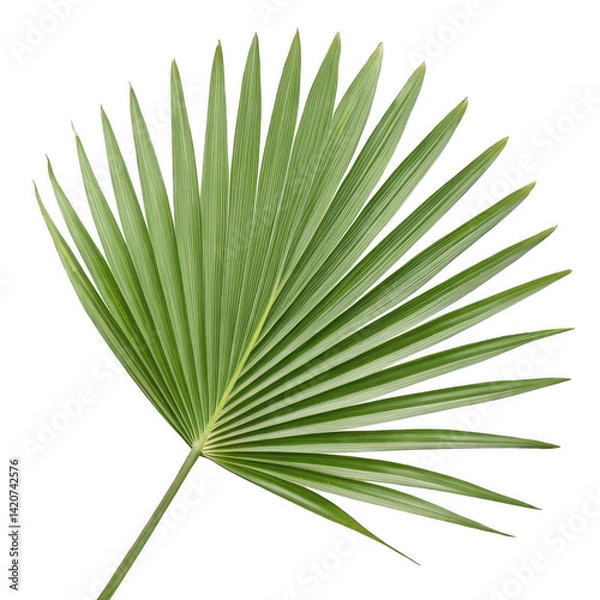 Obraz Photorealistic Palm Leaf Light Green Fan-Shaped Frond, Isolated on White Background