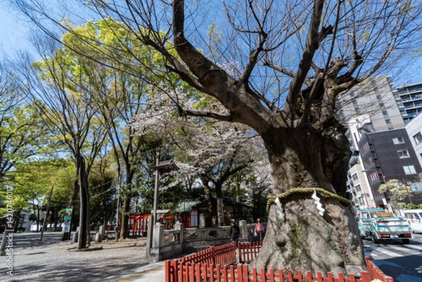 Obraz 大國魂神社のケヤキ（鳥居前）　府中市　東京都