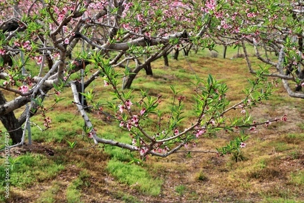 Obraz 봄 과수원 풍경, 초록색
