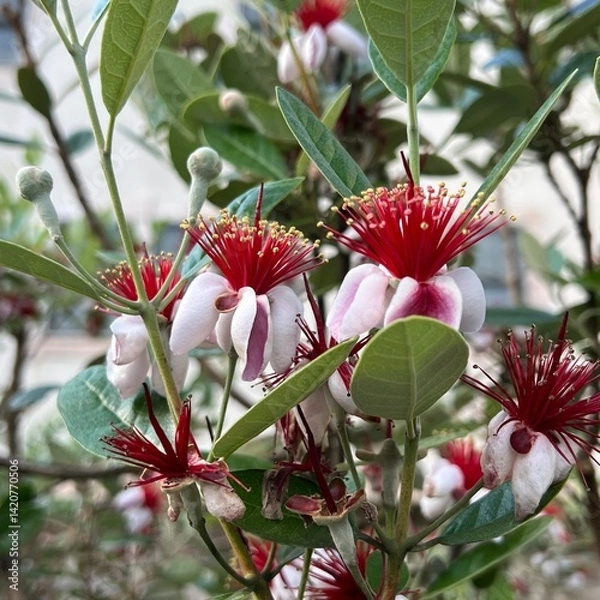 Obraz フェイジョアの花、雌蕊の長い花、食用果実になる木の花、かわいい花
