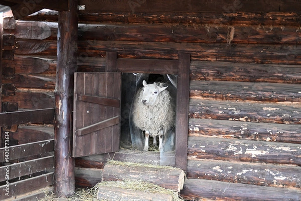Obraz a sheep ram in a pen on an eco-farm. A ram's head behind a wooden fence. selective focus