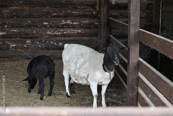 Obraz a sheep ram in a pen on an eco-farm. A ram's head behind a wooden fence. selective focus